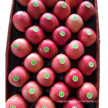 Fuji apple exporter in china